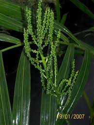 Be careful cutting the pods off the tree. Palm Tree Seeds And Fruit