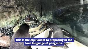 But polar bears could supplement their diet with some penguins. Penguins