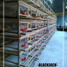 Maybe you would like to learn more about one of these? Kandang Puyuh Lengkap Nipple Puyuh Satu Set Shopee Indonesia