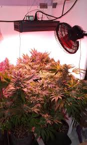 Know anything about cob led lights? Hipargero Led Grow Light Posts Facebook