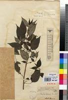 Image result for Pouzolzia guineensis