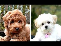 Explore 74 listings for mixed poodle puppies for sale at best prices. Top 10 Poodle Mixes That Stay Small Youtube