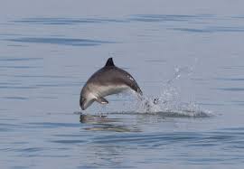 Learn the translation for 'schweinswal' in leo's english ⇔ german dictionary. Gib Dem Ostsee Schweinswal D Eine Stimme Fraulein Draussen