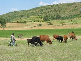 Image result for Ethiopia