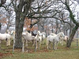 Lipica Slovenia Where The Lipizan Horses Are From The Dancing Horses Horses Slovenia Adventure