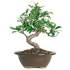Bonsai trees are often grown indoors but they can also be grown outdoors. Golden Gate Ficus Care