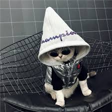 Psbattle This Cat Wearing A Hoodie Funny Funny Cat Pictures Cats Funny Cats