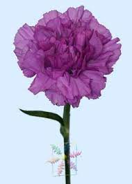 Purple Carnation Flower Capricious Carnation Flower Carnations Carnation Flower Pictures