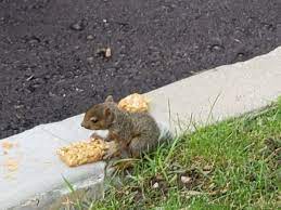 After A Stormy Night We Found 2 Dead Squirrels But We Found A Survivor Brought To You By Smart E Dead Squirrel Animals Squirrel