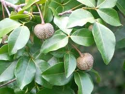 Image result for Picrodendraceae