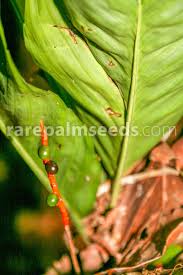 Image result for Eulophia tenella