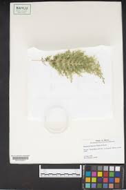 Image result for Selaginella lewalleana