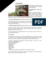 La diabetes suele ser por lo general hereditaria. Plantas Medicinales Para La Diabetes Cura Natural Para Tu Diabetes Diabetes Mellitus Diabetes Mellitus Tipo 2