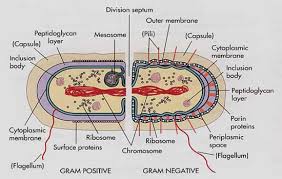 bacterial structure wikieducator