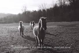 Документы ркф / documents fci. Meet The Tarpans Hope S Legacy Equine Rescue