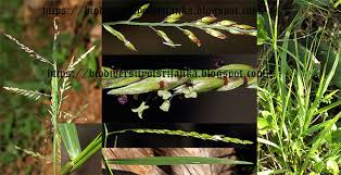 Image result for Eriochloa procera