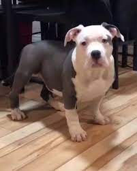 artik buyuk bir cocugum catstagram dogstagram istanbul izmir ankara komedi kedi komedi in 2020 cute funny animals cute animals cute baby animals