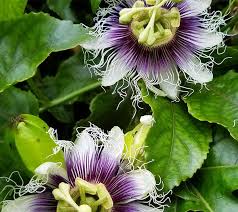The passion fruit tree prefers soil that is rich in organic matter, well drained, and has a ph of 5.5 to 6.5. Gardening 101 Passionflower Gardenista