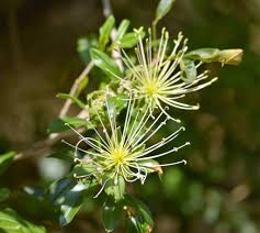 Image result for Maerua aethiopica