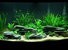 Black River Rock Aquarium Photo Caption Planted Tanganyikan 46 Gallon Bow Tank Description Aquarium Aquarium Einrichten Susswasseraquarium