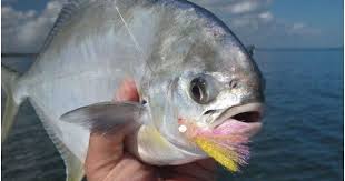 Jika tuna bisa berkembang hingga mencapai 65o kilogram, tapi cakalang hanya bisa sampai sekitar 20 kilogram saja. Macam Macam Ikan Laut Yang Bisa Dimakan