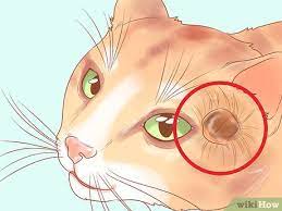 In cats with scc of the nose, however, the tumor may spread to the local lymph nodes under the cat's chin (the submandibular lymph nodes). How To Recognize Skin Cancer In Cats 15 Steps With Pictures