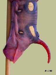 Image result for Macrotyloma ellipticum