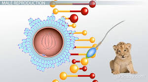 Preschool science teaching science life science educational games for kids educational technology educational websites apologia anatomy health and physical education medical terminology. Male Reproductive System Lesson For Kids Video Lesson Transcript Study Com