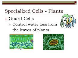 We did not find results for: Specialized Cells Ppt Video Online Download