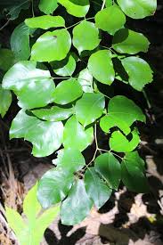 Image result for Intsia