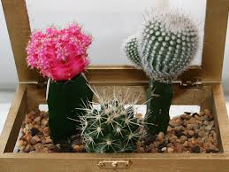 Mini Cactus Garden