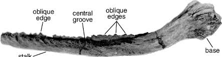 Leedsichthys fossils have been difficult to interpret because the skeletons were not completely made of bone. Gill Raker Of Leedsichthys Problematicus Nhmuk P 8610 Showing Its Download Scientific Diagram