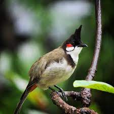 1 Red Whiskered Bulbul Animals Beautiful Bird Species Animal Drawings
