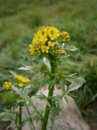 Image result for Faurea intermedia