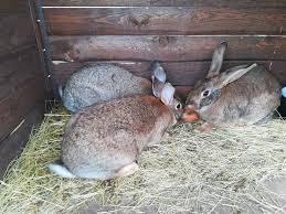 Králík divoký - ZOOpark jeleni Homole - přírodní park plný zážitků a zábavy