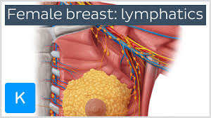 What's inside the female breast? Breast Lymph Nodes And Lymphatic Drainage Clinical Role Kenhub
