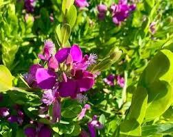 Image result for Polygala petitiana