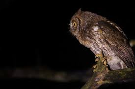Suara burung perkutut lokal gacor yang bagus merdu untuk didengar, bisa untuk masteran dan memancing bunyi Celepuk Rinjani Mengenal Burung Hantu Kecil Dari Lombok Mongabay Co Id