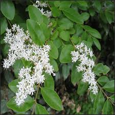 Image result for Ligustrum