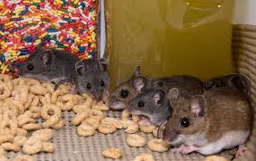 This video was captured in my basement, watch and learn what deer mice can really do.deer mouse avoids being trapped; Blog Is It One Mouse Or An Infestation Of Mice