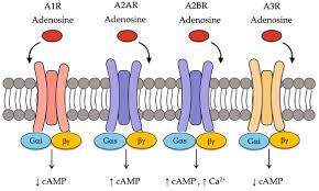 Image result for Adenosine
