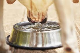 My beagle is having the diarrhea (all day), drinking excess of water (2 days) and is very very restless. What To Do If My Dog Has Diarrhea
