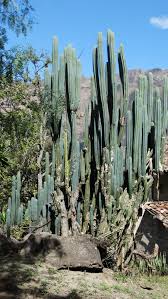 Surely, pedro cactus is yummy and come out with incredible taste in soup. Wachuma The San Pedro Cactus Of Loja Ecuador