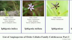 Image result for Camptorrhiza strumosa