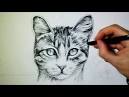 Comment dessiner un chat realiste