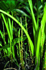 Image result for Remusatia