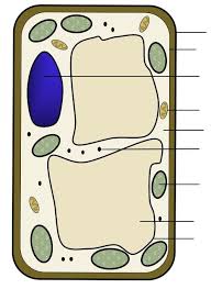 The cell is the structural and fundamental unit of life. Plant Cell Structure Igcse Diagram Quizlet
