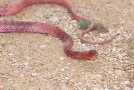 Their coloration is very distinctive, fading gradually from black on the head to tan or nearly white on the tail. Ein Helles Rot Coachwhip Schlange Aus West Texas Lizenzfreie Fotos Bilder Und Stock Fotografie Image 1954233