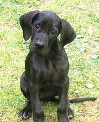 Great Daneblack Lab Mix Dane Puppies Dane Dog Great Dane Puppy