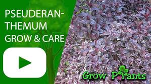 Image result for Pseuderanthemum ludovicianum